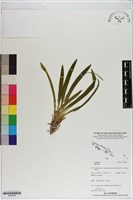 登錄號:S200095藏品圖，第1張