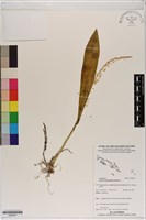 長腳羊耳蒜、長耳蘭藏品圖，第1張