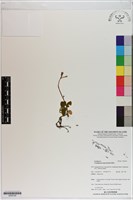 登錄號:S200100藏品圖，第1張