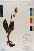 登錄號:S200101藏品圖，第1張