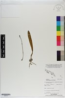 閉花八粉蘭藏品圖，第1張