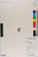 登錄號:S200104藏品圖，第1張