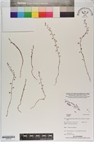 登錄號:S200106藏品圖，第1張