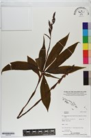 登錄號:S200109藏品圖，第1張