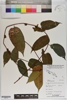 登錄號:S200110藏品圖，第1張