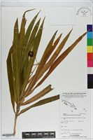 萬年青藏品圖，第1張