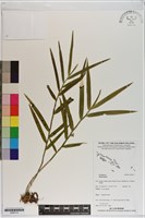 登錄號:S200112藏品圖，第1張