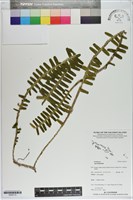 登錄號:S200113藏品圖，第1張