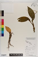 登錄號:S200115藏品圖，第1張