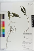 登錄號:S200116藏品圖，第1張