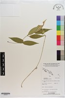 毬蘭藏品圖，第1張