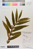 登錄號:S200121藏品圖，第1張