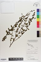 登錄號:S200124藏品圖，第1張