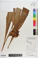 登錄號:S200126藏品圖，第1張