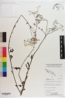 一枝香藏品圖，第1張