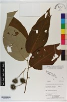 登錄號:S200130藏品圖，第1張