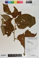 登錄號:S200130藏品圖，第2張