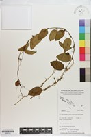 萬桃花藏品圖，第1張