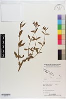 登錄號:S200132藏品圖，第1張