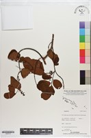 登錄號:S200133藏品圖，第1張