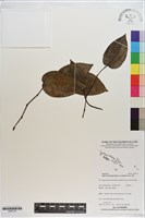 多脈風藤藏品圖，第1張