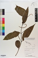 登錄號:S200135藏品圖，第1張