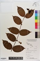 登錄號:S200136藏品圖，第1張