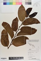 登錄號:S200137藏品圖，第1張