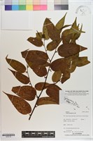 山黃麻藏品圖，第1張