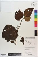 登錄號:S200139藏品圖，第1張