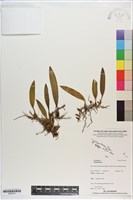 登錄號:S200141藏品圖，第1張