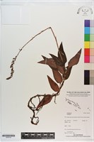 登錄號:S200142藏品圖，第1張