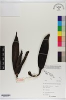 登錄號:S200143藏品圖，第1張