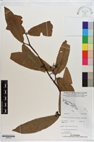 登錄號:S200144藏品圖，第1張