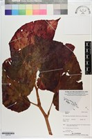 登錄號:S200145藏品圖，第1張