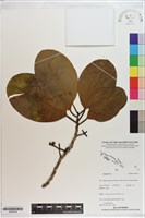 登錄號:S200146藏品圖，第1張