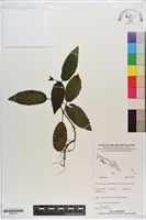 登錄號:S200147藏品圖，第1張