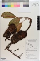 登錄號:S200152藏品圖，第1張