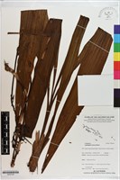 紫苞舌蘭、紫蘭藏品圖，第1張