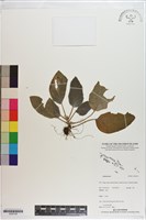 登錄號:S200156藏品圖，第1張