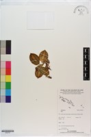 登錄號:S200157藏品圖，第1張