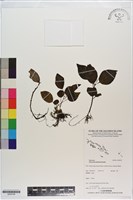 草胡椒藏品圖，第1張