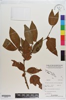 登錄號:S200160藏品圖，第1張