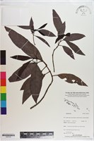 登錄號:S200163藏品圖，第1張