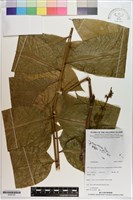 登錄號:S200165藏品圖，第1張