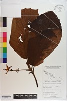 登錄號:S200166藏品圖，第1張