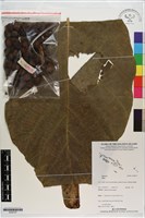 登錄號:S200167藏品圖，第1張