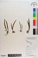 登錄號:S200168藏品圖，第1張