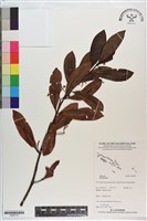 登錄號:S200170藏品圖，第1張