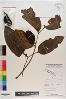 登錄號:S200175藏品圖，第1張